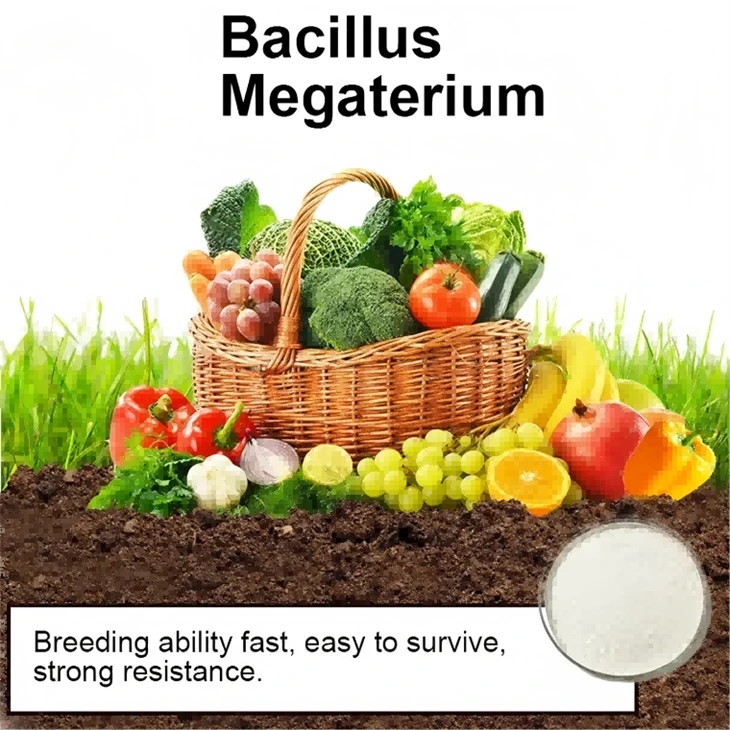 Bacillus Megaterium